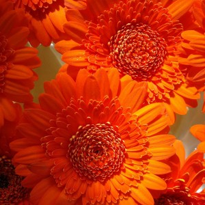 Sommerblumen-fb
